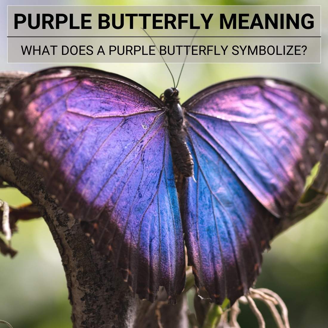 Purple Butterfly Meaning What Does A Purple Butterfly Symbolize 