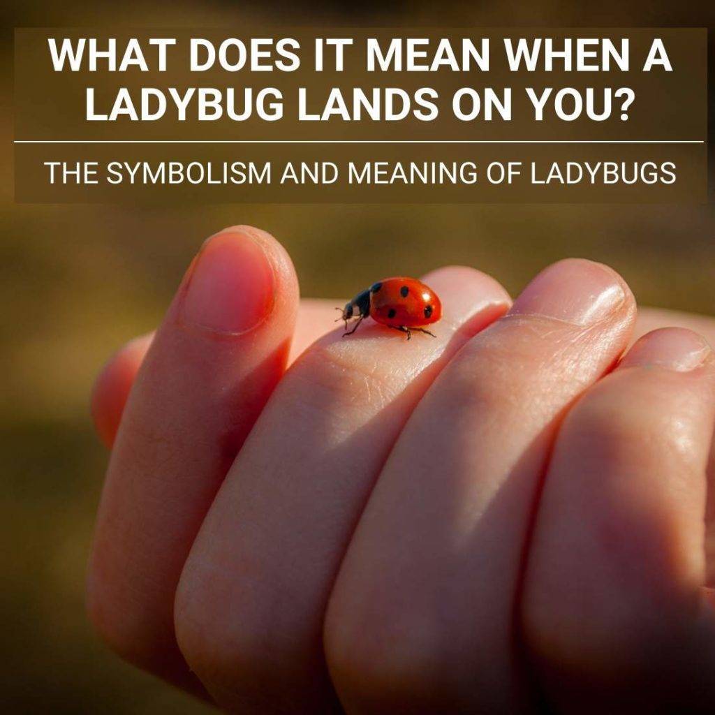 what-does-it-mean-when-a-ladybird-lands-on-you-all-answers