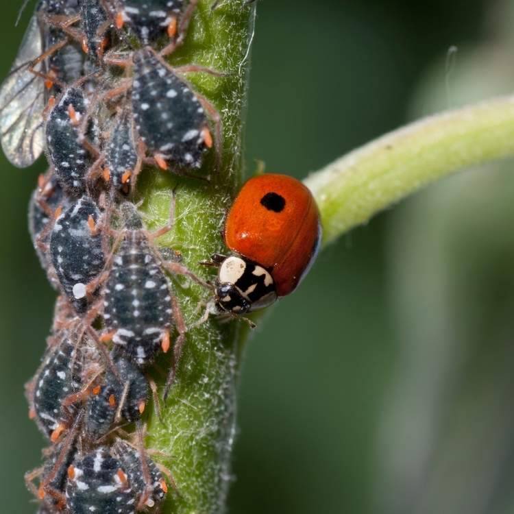 what-does-it-mean-when-a-ladybug-lands-on-you-the-symbolism-and