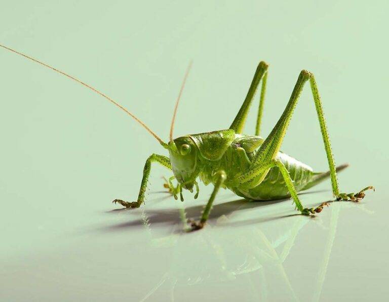 what-does-it-mean-when-a-grasshopper-lands-on-you