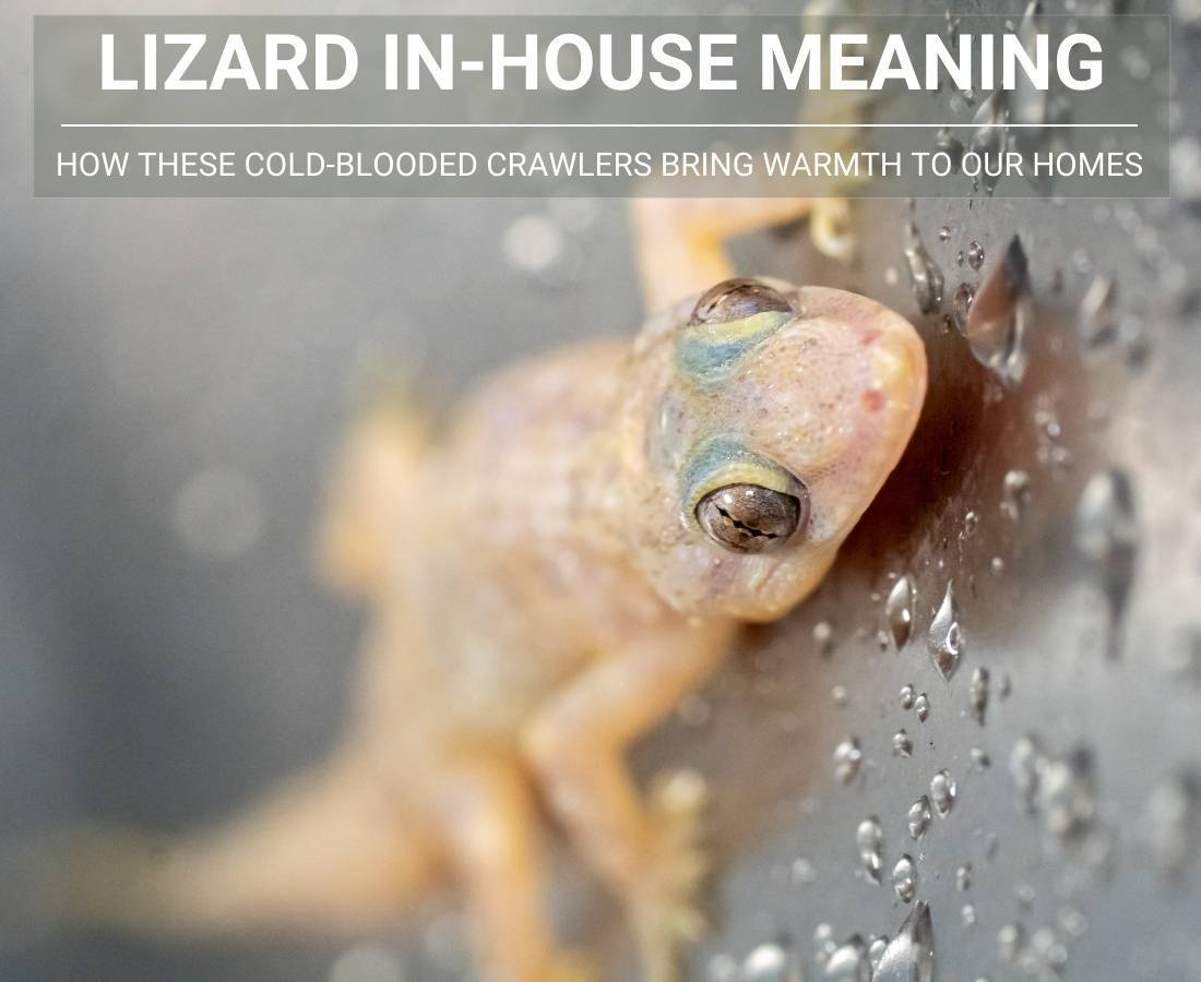 Lizard In House Meaning Read This When You ve Seen One