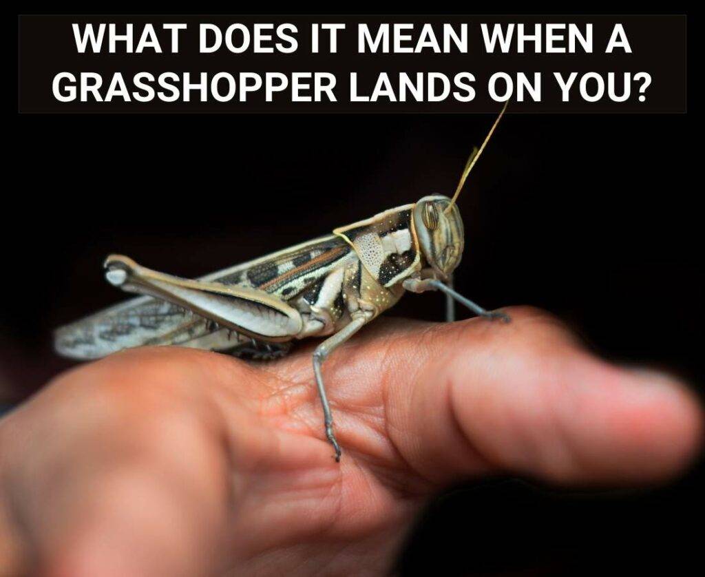 what-does-it-mean-when-a-grasshopper-lands-on-you