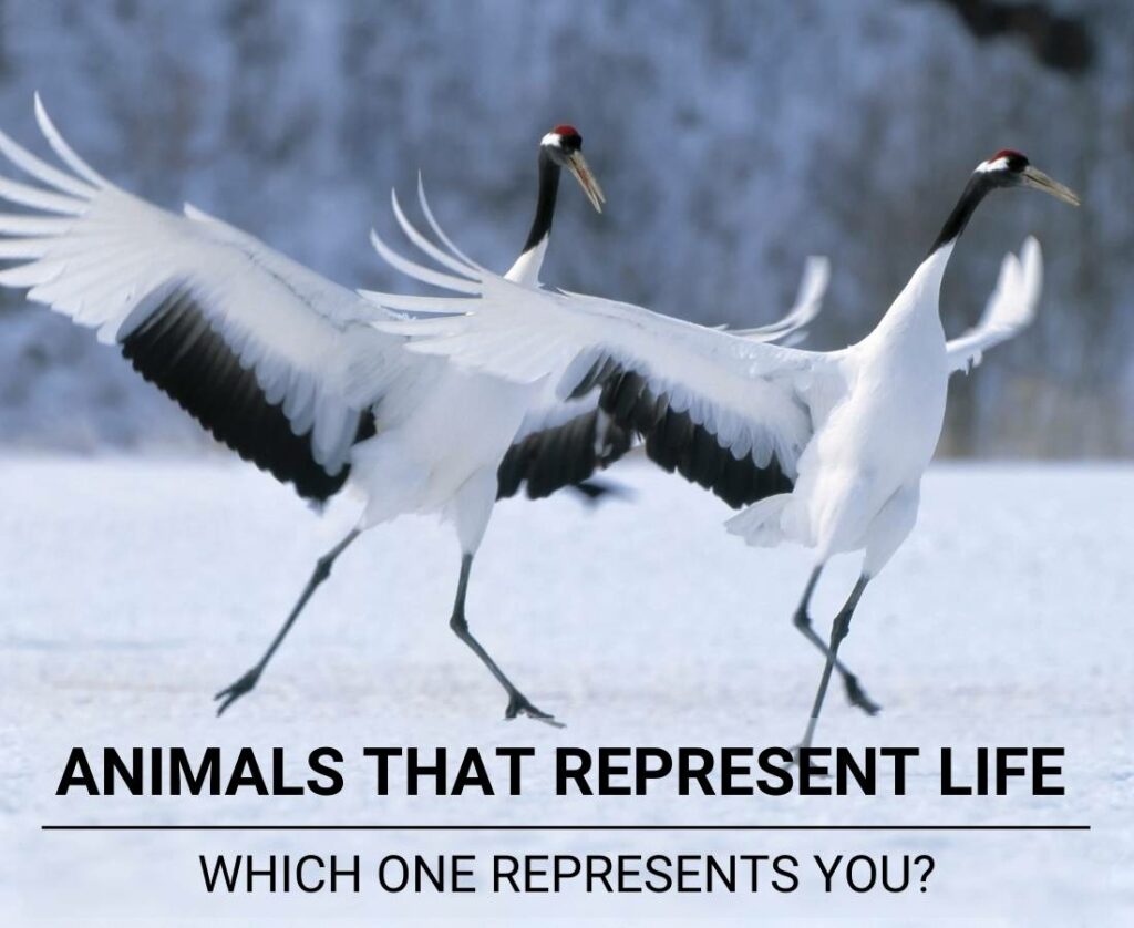 animals-that-represent-life-which-one-represents-you