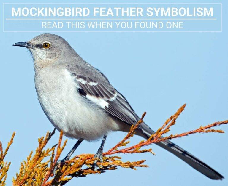 Mockingbird Feather Meaning: Read This When You Found One