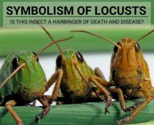 Symbolism of Locusts