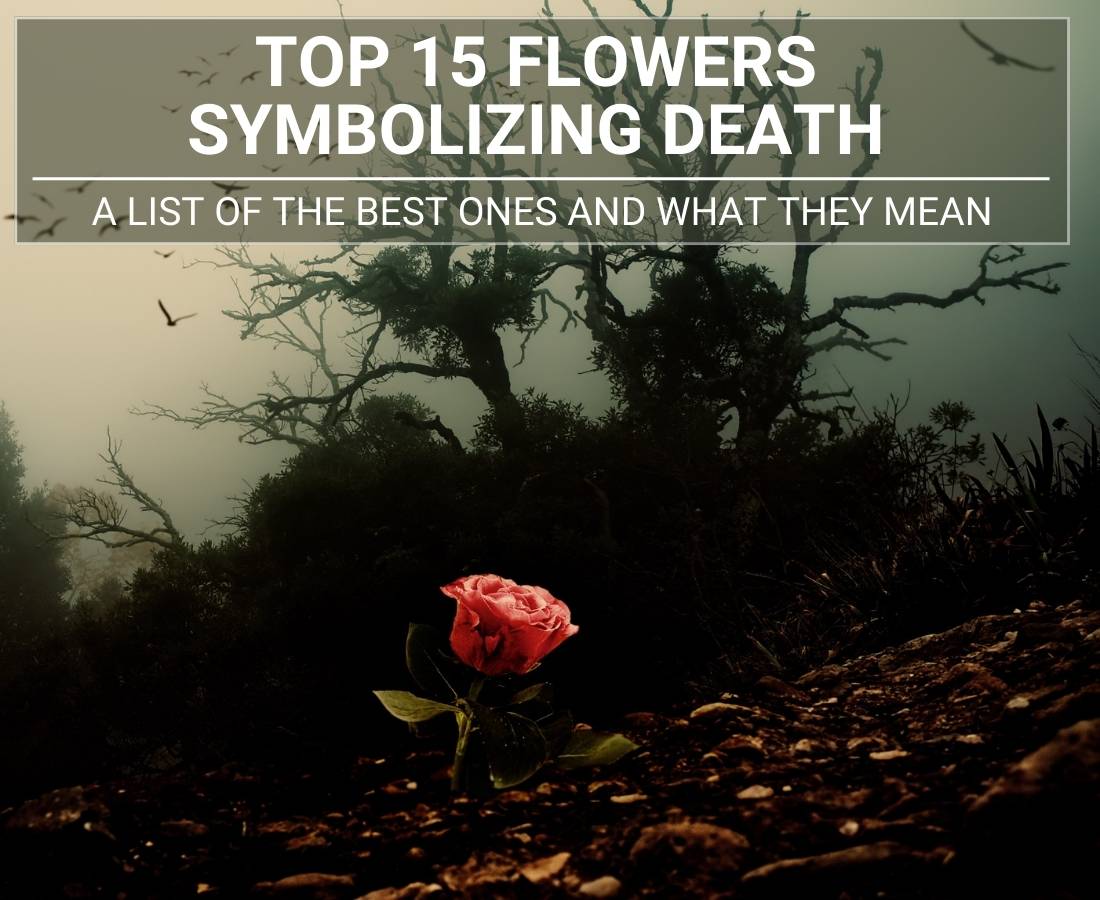 Top 15 Flowers Symbolizing Death A List Of The Best Ones And What They 