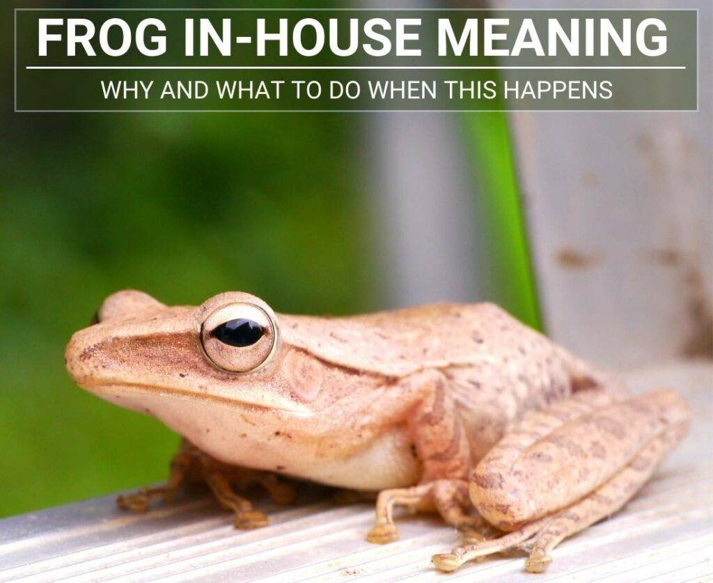 frog-in-house-meaning-why-and-what-to-do-when-this-happens