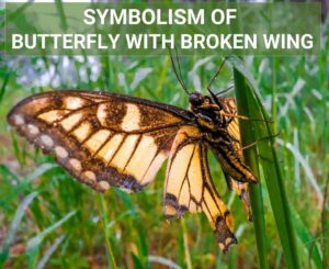 symbolism butterfly broken wing