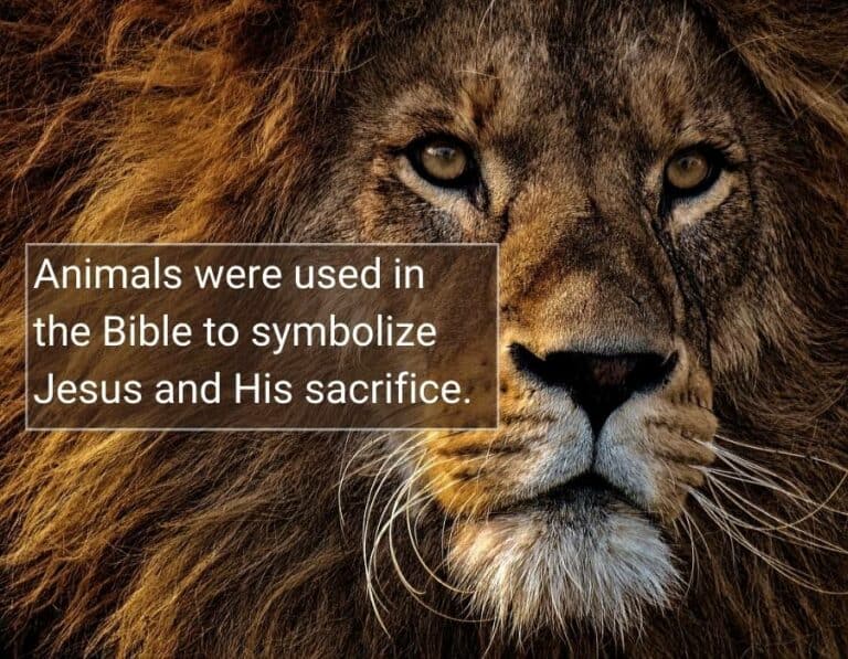 animal-symbolism-in-the-bible-what-do-animals-represent-spiritually