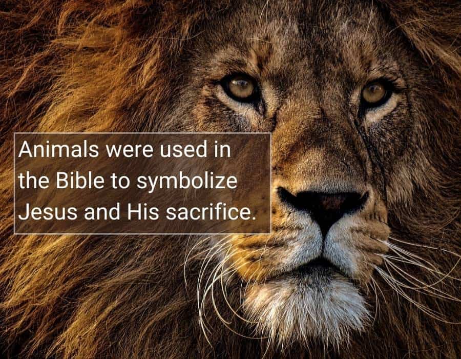 Animal Symbolism In The Bible What Do Animals Represent Spiritually 