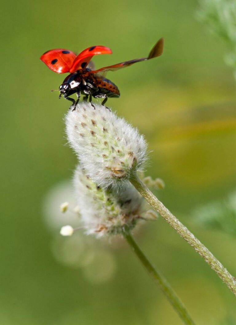 dead-ladybug-meaning-unveiling-the-symbolism-and-omens