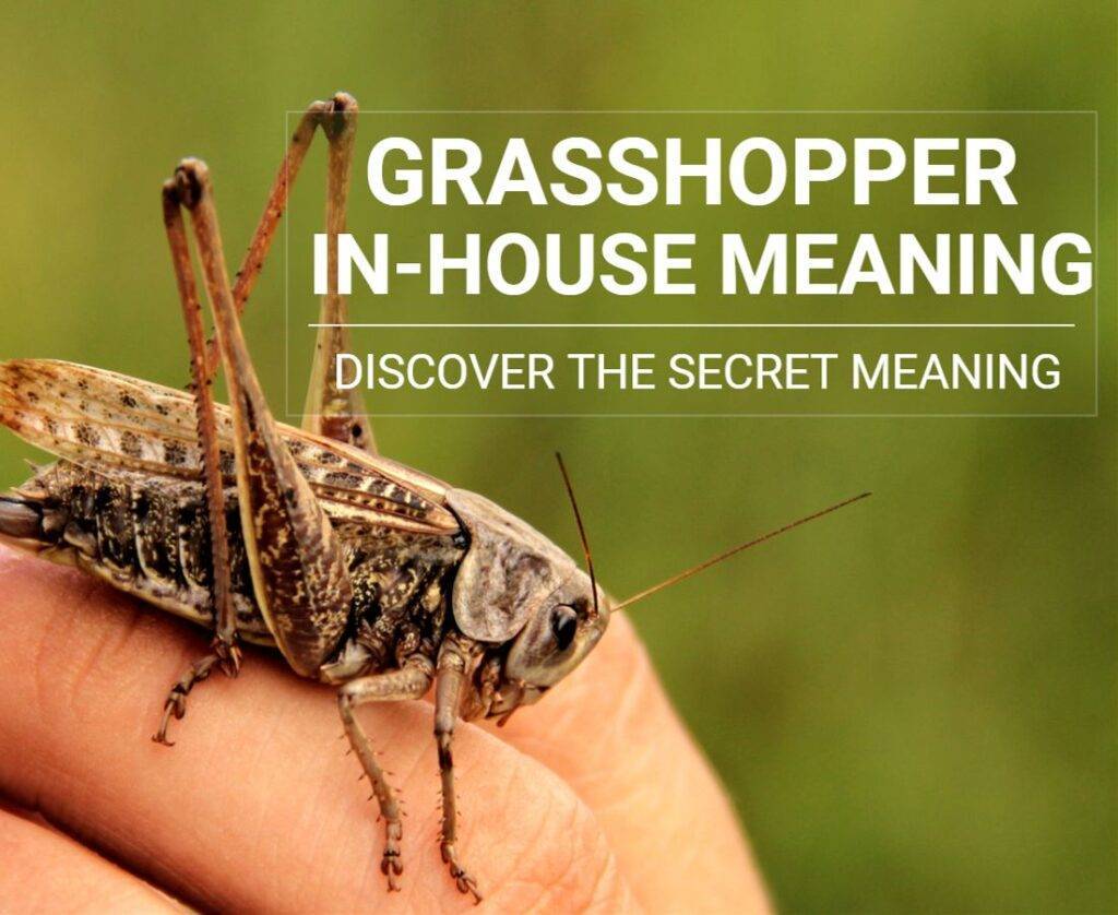 grasshopper-in-house-meaning-discover-the-secret-meaning