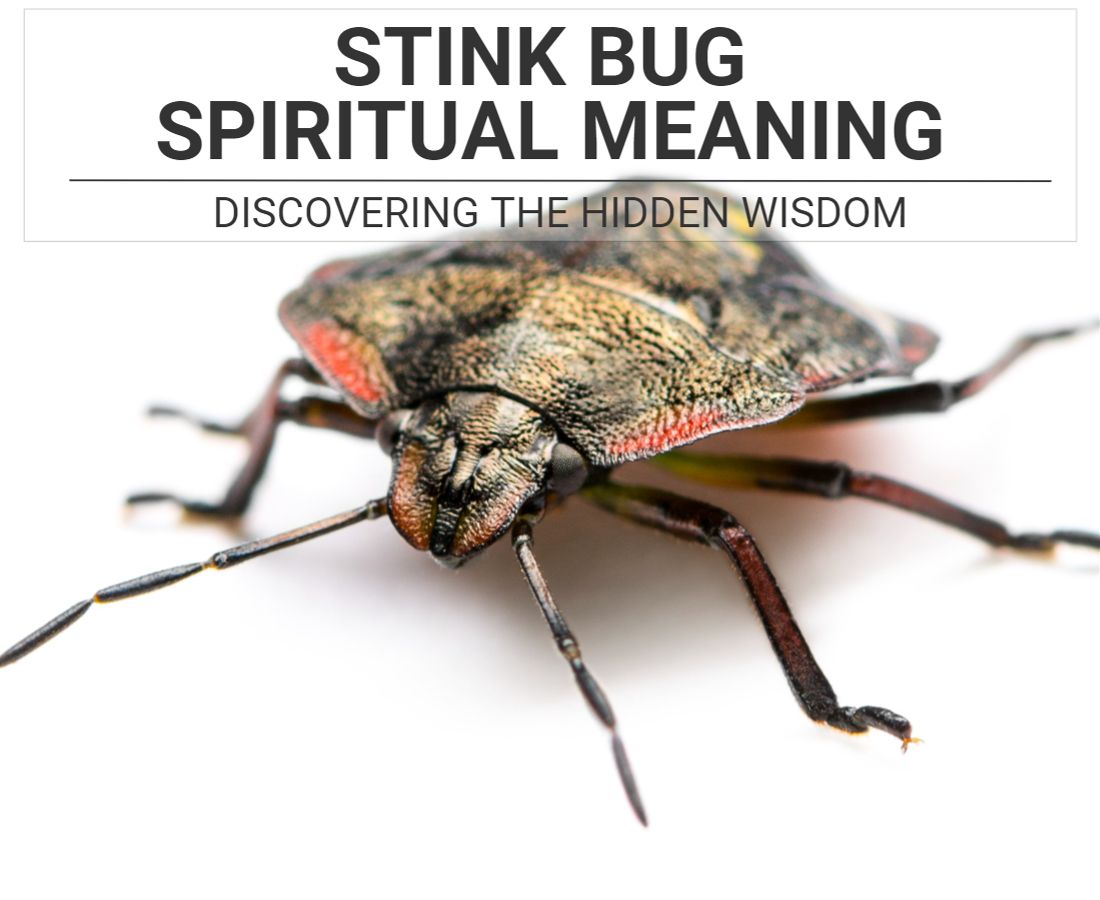 Stink Bug Spiritual Meaning Discovering The Hidden Wisdom