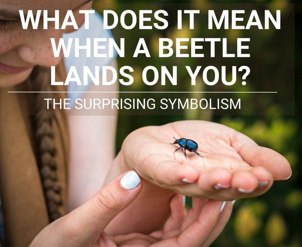 what-does-it-mean-when-a-beetle-lands-on-you-the-symbolism