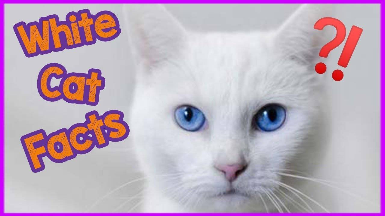 A majestic white cat with striking eyes, showcasing the unique spiritual qualities and distinctive appearance that make white cats powerful symbolic companions