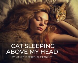 cat sleeping above my head meaning spiritual