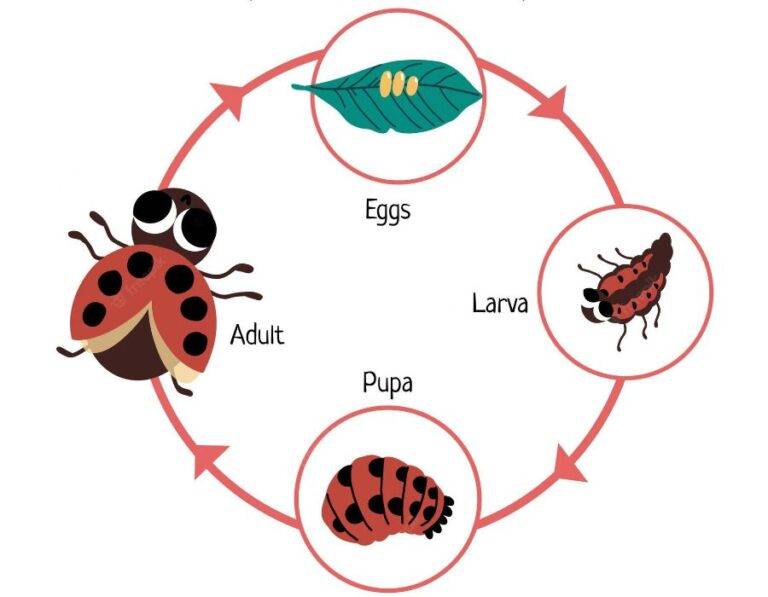 Ladybug Meaning: Exploring The Symbolism From Luck To Love