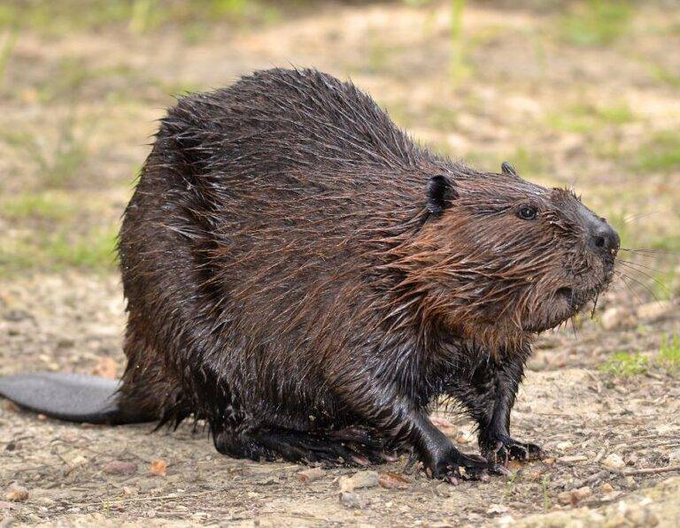 Unveiling Beaver Symbolism: Secrets Of Nature's Architects