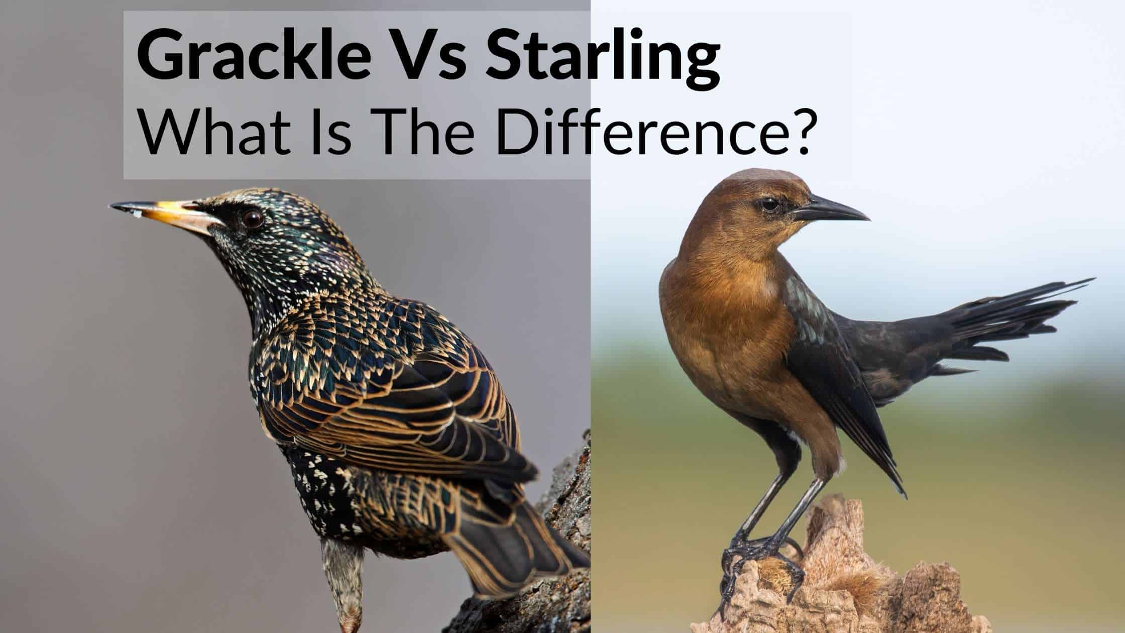 grackle vs starling