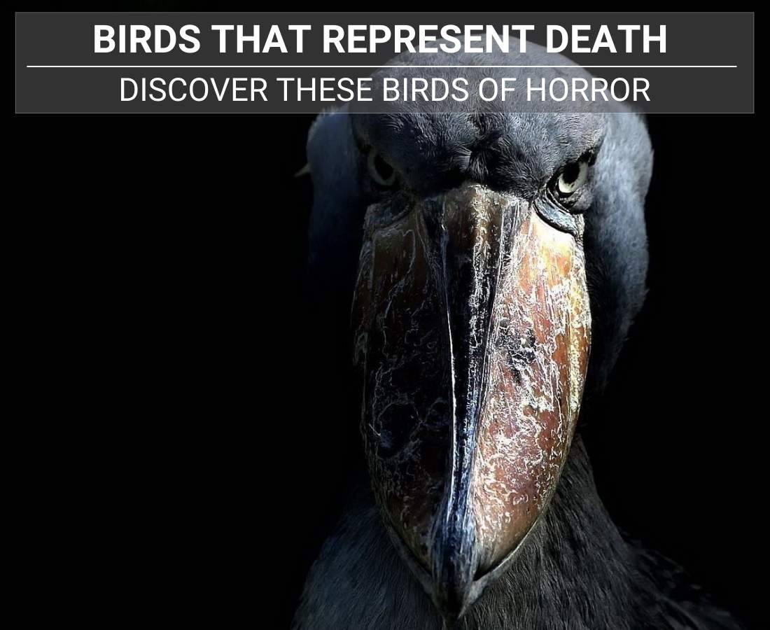 Birds That Symbolize Death