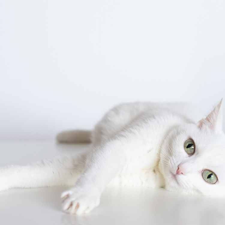 white cat meaning