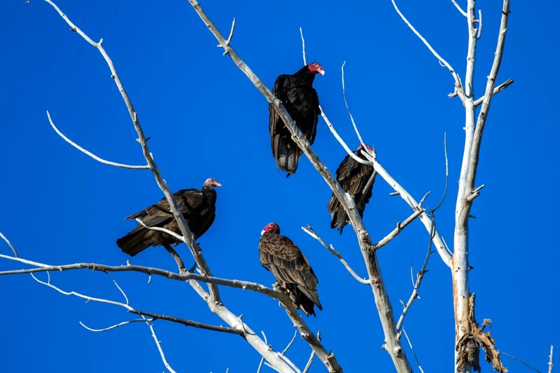 turkey vulture 1777860 1280 The Spiritual Meaning and Symbolism of the Turkey Vulture Totem